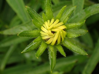 P1233267a.jpg